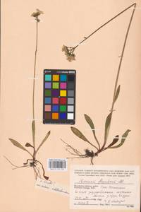 Pilosella erythrochrista (Nägeli & Peter) S. Bräut. & Greuter, Восточная Европа, Центральный район (E4) (Россия)