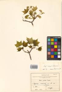 Клен Майра (Schwer.) H.Ohashi, Сибирь, Дальний Восток (S6) (Россия)
