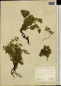 Змееголовник дланевидный Steph. ex Willd., Сибирь, Чукотка и Камчатка (S7) (Россия)
