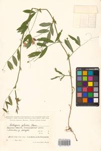 Lathyrus palustris subsp. palustris, Сибирь, Дальний Восток (S6) (Россия)