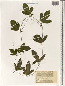 Страстоцвет пробковый L., Африка (AFR) (Сейшельские острова)
