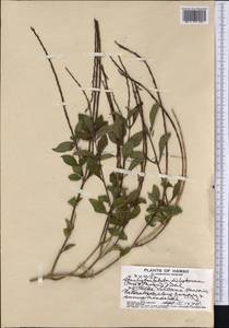Stachytarpheta cayennensis (Rich.) Vahl, Америка (AMER) (США)