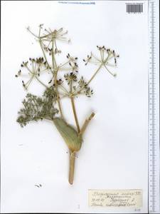 Ферула краснопесчаниковая Korovin, Средняя Азия и Казахстан, Западный Тянь-Шань и Каратау (M3) (Таджикистан)