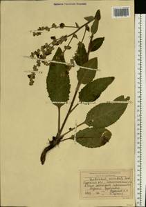 Коровяк Маршаллов Ivanina & Tzvelev, Восточная Европа, Центральный лесостепной район (E6) (Россия)