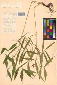 Горошек жилковый (Willd. ex Link) Maxim., Сибирь, Дальний Восток (S6) (Россия)