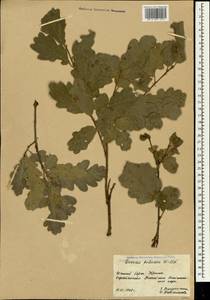 Дуб пушистый Willd., Крым (KRYM) (Россия)