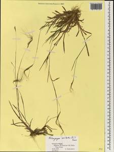 Heteropogon contortus (L.) P.Beauv. ex Roem. & Schult., Зарубежная Азия (ASIA) (Непал)