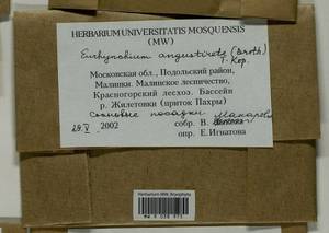 Eurhynchium angustirete (Broth.) T.J. Kop., Гербарий мохообразных, Мхи - Москва и Московская область (B6a) (Россия)
