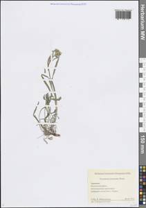 Erysimum subulatum J.Gay, Кавказ, Армения (K5) (Армения)