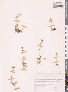 Селезеночник щелистый Kom., Сибирь, Чукотка и Камчатка (S7) (Россия)