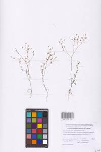 Песколюбочка постенная (L.) Ikonn., Восточная Европа, Ростовская область (E12a) (Россия)