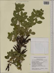 Cytisus leiocarpus A.Kern., Западная Европа (EUR) (Болгария)