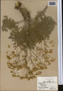 Прангос противозубный (Pall.) Herrnst. & Heyn, Средняя Азия и Казахстан, Прикаспийский Устюрт и Северное Приаралье (M8) (Казахстан)