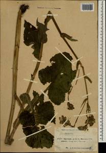 Lactuca macrophylla subsp. uralensis (Rouy) N. Kilian & Greuter, Восточная Европа, Восточный район (E10) (Россия)