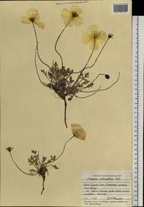 Oreomecon pulvinata subsp. pulvinata, Сибирь, Якутия (S5) (Россия)