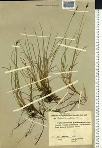 Carex bigelowii subsp. ensifolia (Turcz. ex Gorodkov) Holub, Сибирь, Якутия (S5) (Россия)