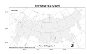Muhlenbergia huegelii, Мюленбергия Хюгеля Trin., Атлас флоры России (FLORUS) (Россия)