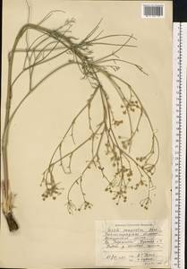 Жабрица извилистая L., Восточная Европа, Нижневолжский район (E9) (Россия)