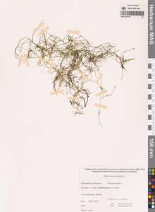 Лютик распростертый, Лютик стелющийся L., Сибирь, Чукотка и Камчатка (S7) (Россия)