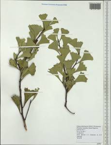 Hakea flabellifolia Meissn., Австралия и Океания (AUSTR) (Австралия)
