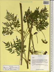 Ханзения Вебербауэра (Fedde ex H. Wolff) Pimenov & Kljuykov, Зарубежная Азия (ASIA) (КНР)