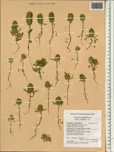 Trifolium pamphylicum Boiss. & Heldr., Зарубежная Азия (ASIA) (Кипр)