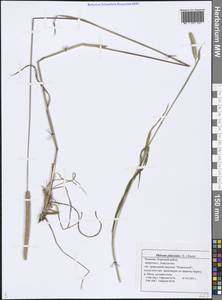 Тимофеевка степная (L.) H.Karst., Восточная Европа, Средневолжский район (E8) (Россия)
