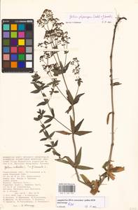 Galium physocarpum × boreale, Восточная Европа, Нижневолжский район (E9) (Россия)