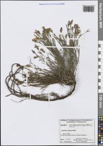 Гвоздика ползучая Willd., Сибирь, Центральная Сибирь (S3) (Россия)