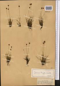 Ситник трехчешуйный L., Средняя Азия и Казахстан, Джунгарский Алатау и Тарбагатай (M5) (Казахстан)