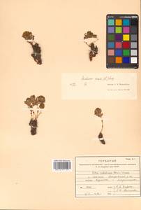 Родиола розовая, Золотой корень L., Сибирь, Дальний Восток (S6) (Россия)