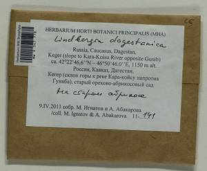 Lindbergia dagestanica Ignatova & Ignatov, Гербарий мохообразных, Мхи - Северный Кавказ и Предкавказье (B12) (Россия)