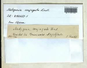 Metzgeria conjugata Lindb., Гербарий мохообразных, Мхи - Западная Европа (BEu) (Германия)