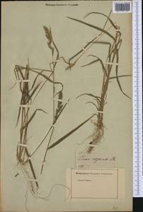 Poaceae, Западная Европа (EUR) (Неизвестно)