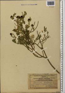 Chrysojasminum fruticans (L.) Banfi, Кавказ, Азербайджан (K6) (Азербайджан)