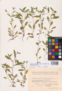 Незабудка редкоцветковая J.C.Mikan ex Pohl, Восточная Европа, Нижневолжский район (E9) (Россия)