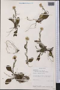 Antennaria parlinii subsp. fallax (Greene) R. J. Bayer & Stebbins, Америка (AMER) (США)