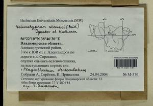 Plagiothecium denticulatum (Hedw.) Schimp., Гербарий мохообразных, Мхи - Центральное Нечерноземье (B6) (Россия)