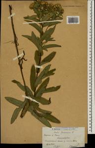 Pentanema germanicum (L.) D. Gut. Larr., Santos-Vicente, Anderb., E. Rico & M. M. Mart. Ort., Кавказ, Армения (K5) (Армения)