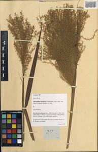 Веероцветник обильноцветущий (Labill.) Warb. ex K.Schum. & Lauterb., Зарубежная Азия (ASIA) (Филиппины)