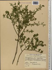 Chrysojasminum fruticans (L.) Banfi, Кавказ, Черноморское побережье (от Новороссийска до Адлера) (K3) (Россия)