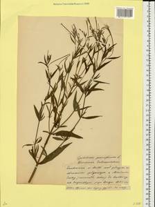 Кипрей мелкоцветковый Schreb., Восточная Европа, Белоруссия (E3a) (Белоруссия)