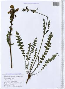 Мытник скипетровидный L., Восточная Европа, Северный район (E1) (Россия)