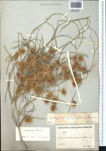 Calligonum acanthopterum I. G. Borshch., Средняя Азия и Казахстан, Сырдарьинские пустыни и Кызылкумы (M7) (Казахстан)