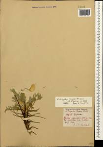 Astragalus lagopoides Lam., Кавказ, Грузия (K4) (Грузия)