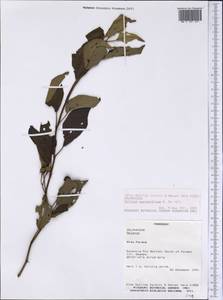 Solanum guaraniticum A. St.-Hil., Америка (AMER) (Парагвай)