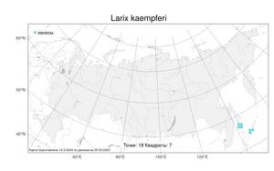 Larix kaempferi, Лиственница Кемпфера (Lamb.) Carrière, Атлас флоры России (FLORUS) (Россия)