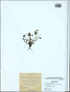 Viola rupestris subsp. rupestris, Восточная Европа, Центральный район (E4) (Россия)