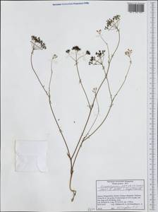 Geocaryum parnassicum (Boiss. & Heldr.) L. Engstrand, Западная Европа (EUR) (Греция)