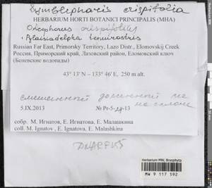 Symblepharis crispifolia (Mitt.) Fedosov, M. Stech & Ignatov, Гербарий мохообразных, Мхи - Дальний Восток (без Чукотки и Камчатки) (B20) (Россия)